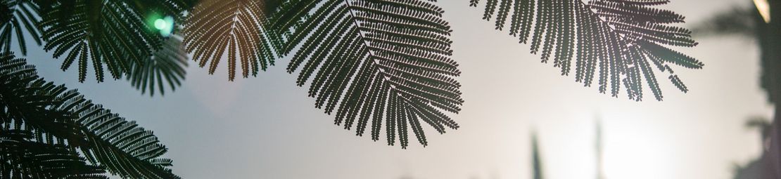 Palmsonntag Palmen